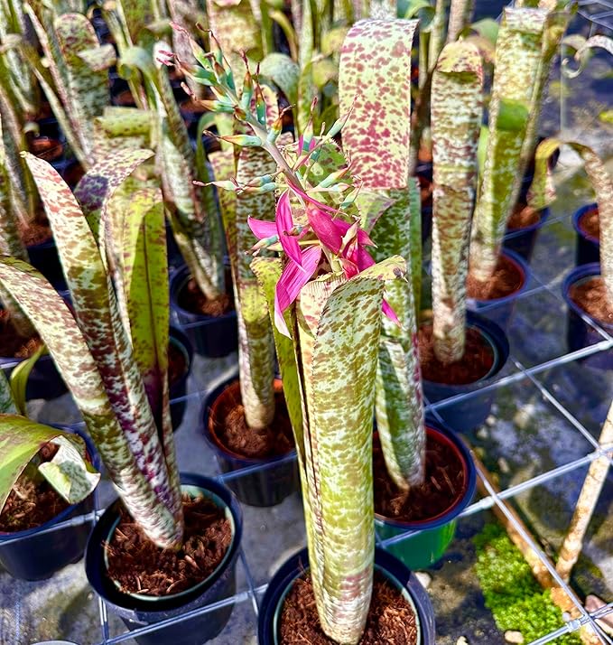ragnaroc Live Plants – Bromeliad Billbergia Marmorata, 12" in 5" Pot - 1ct - Live Arrival Guaranteed - House Plants for Home Decor & Gift