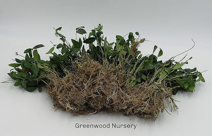 Greenwood Nursery: Live Ground-Cover Plants - Vinca Minor + Lesser/Dwarf Periwinkle - [Qty: 200 Bare Roots] - (Click for Other Available Plants/Quantities)