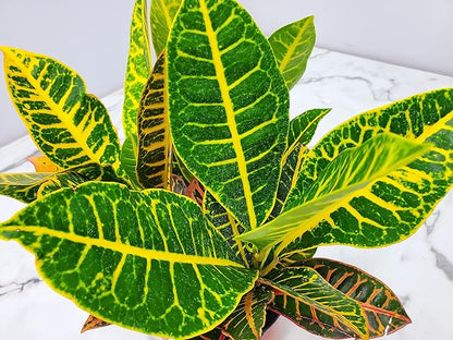 Croton Plants (Petra, 1 Gallon/6" Nursery Pot)