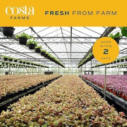 Costa Farms Dracaena Golden Heart Live Indoor Plant, Easy to Grow Houseplant in Decor Plant Pot, Potting Soil Mix, Living Room Home and Office Decor, Housewarming Gift, 2-3 Feet Tall
