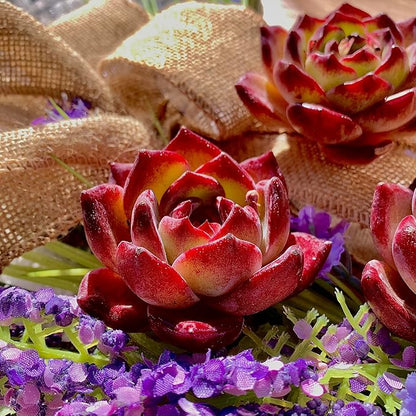 Succulent Plants Live Echeveria Lovebird – Colorful Succulent, Easy Care Bare Root Live Plant for Indoor Outdoor Home, Garden & Gifts