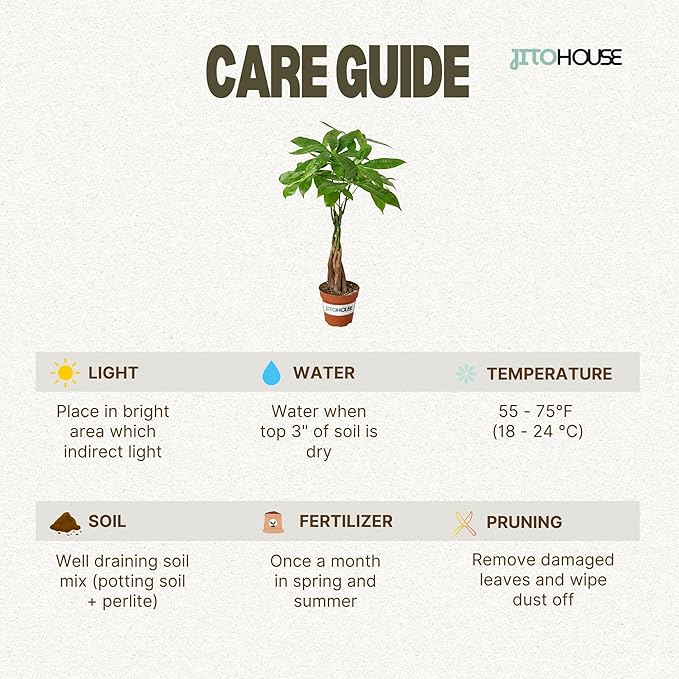 Money Tree Live Plant up to 16" Tall | Symbol of Luck & Wealth Feng Shui Chinese Bonsai Gift | Pet Friendly | Easy Care Beginner for Business and Office by JitoHouse