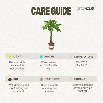 Money Tree Live Plant up to 16" Tall | Symbol of Luck & Wealth Feng Shui Chinese Bonsai Gift | Pet Friendly | Easy Care Beginner for Business and Office by JitoHouse