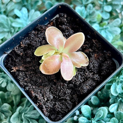 Live Pinguicula Fumiko Butterwort Carnivorous Plant, Pet-Safe, Unique Gift for Plant Lovers & Collectors