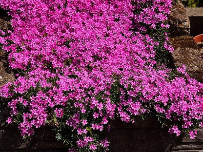 Greenwood Nursery: Live Ground-Cover Plants - Pink Creeping/Moss Phlox + Subulata - [Qty: 10x Pint Pots] - (Click for Other Available Plants/Quantities)