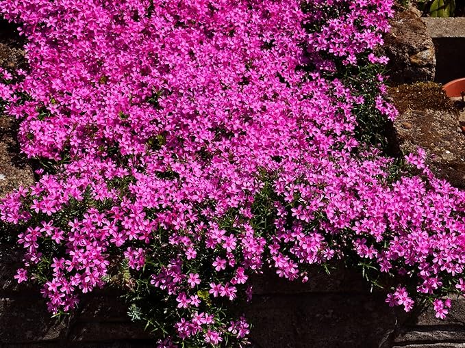 Greenwood Nursery: Live Ground-Cover Plants - Pink Creeping/Moss Phlox + Subulata - [Qty: 1x Pint Pot] - (Click for Other Available Plants/Quantities)