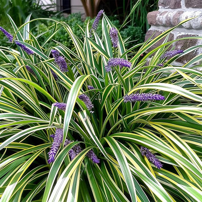 Variegated Liriope | 18 Live 4 Inch Pots | Liriope Muscari Variegata | Ornamental Ground Cover Plants | Evergreen Foliage