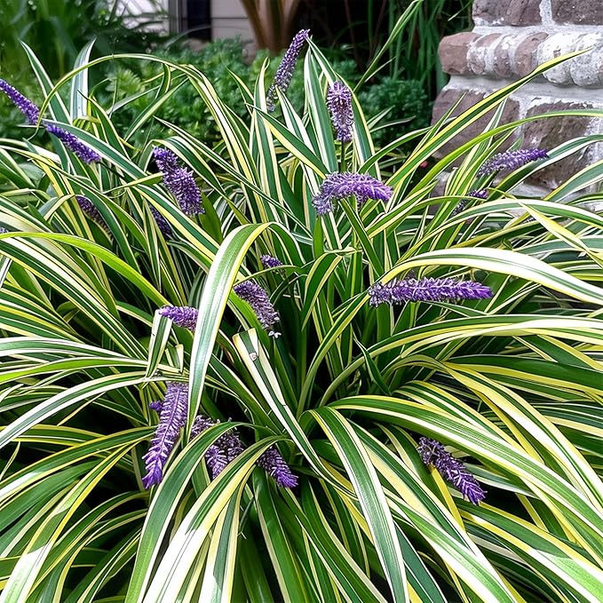 Variegated Liriope | 54 Live 4 Inch Pots | Liriope Muscari Variegata | Ornamental Ground Cover Plants | Evergreen Foliage