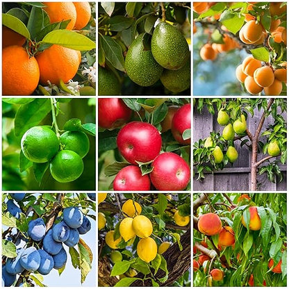 Fertilizer Spikes for Citrus & Fruit Trees & Shrubs (24 Spikes - 6.0 Lbs)