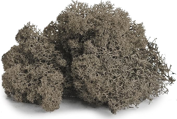 SuperMoss (25165) Reindeer Moss – Soft Preserved Moss for Home Decor, Crafts, Terrariums, Floral Design, and Wedding Decorations, 80.75 cu in, Cashmere
