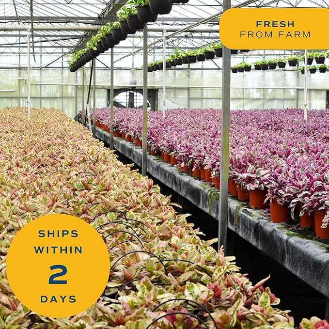 Costa Farms Aloe Vera Live Plants in Plastic Pots, Easy to Maintain, Air Purifying Indoor Succulent Houseplants, Home or Room Decor, House Warming or Birthday Gift, 12-18 Inches Tall, Pack of 2