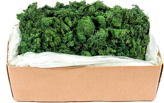 Super Moss (21499 Reindeer Moss Preserved, Forest Green, 10lbs