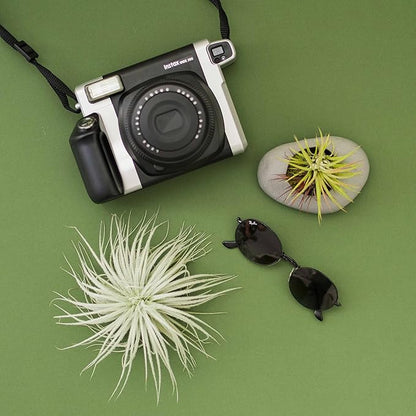 Jumbo Tectorum Ecuador Air Plant - Live Tillandsia Succulent House Plants - Available in Wholesale and Bulk - Home and Garden Decor - Easy Care Indoor/Outdoor Air Plants