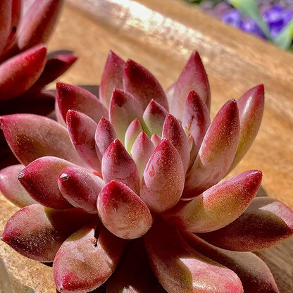 Live Echeveria ‘Cherry’ Succulent – Rare Bare Root Succulent Plant, Easy to Grow Indoor Houseplant, Home Décor & Gift Idea
