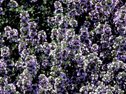 Greenwood Nursery: Live Ground-Cover Plants - Spicy Orange Thyme + Thymus x Citriodorus - [Qty: 5X Pint Pots] - (Click for Other Available Plants/Quantities)