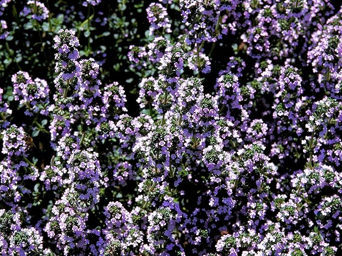 Greenwood Nursery: Live Ground-Cover Plants - Spicy Orange Thyme + Thymus x Citriodorus - [Qty: 2X Pint Pots] - (Click for Other Available Plants/Quantities)