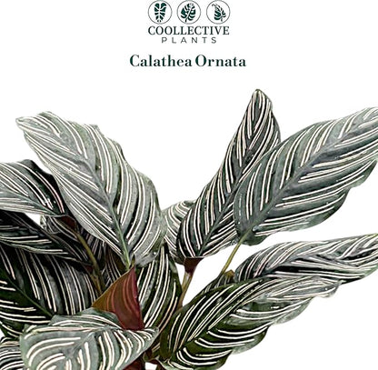 Calathea Ornata, Live Plant in a 4 Inch Growers Pot, Live Indoor, Easy to Grow, Easy to Care, and Low Maintenance Houseplant (6" pots Wide)