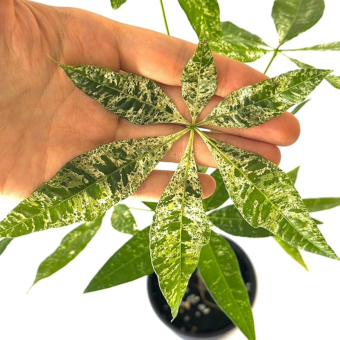 Live Money Tree Plant – 4” Indoor Pachira Glabra Variegated Fully Rooted | Albo Varieagata Rare Indoor Houseplant | Air-Purifying for Home, Office & Gifts (Heat Pack Included)