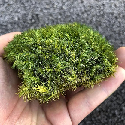 Preserved Pole Moss Pillow Bun Cushion Natural Green Decorative Real Natural DIY Kit Terrariums Garden Art Wall Florist Easter Wedding Decor (1.5 sq.ft., Green-A)