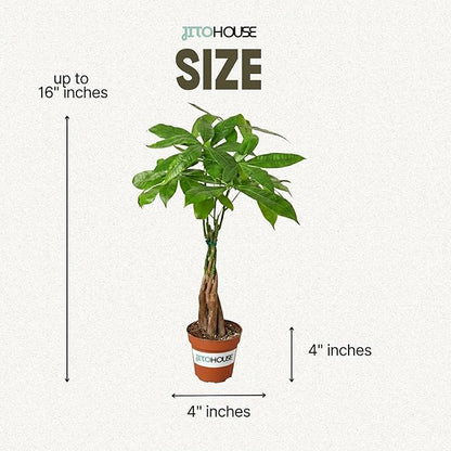 Money Tree Live Plant up to 16" Tall | Symbol of Luck & Wealth Feng Shui Chinese Bonsai Gift | Pet Friendly | Easy Care Beginner for Business and Office by JitoHouse