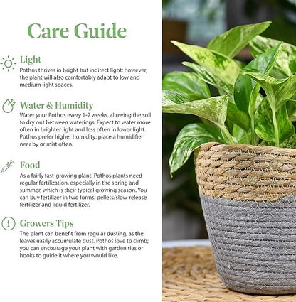 American Plant Exchange Golden Pothos – 6-Inch Pot – Live Easy Care Vining Houseplant, Air Purifying Indoor Plant for Home, Office, or Garden Decor