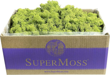 SuperMoss (21773) Reindeer Moss Preserved, Chartreuse, 3lbs