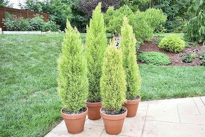 Lemony Christmas Tree. Lemon Cypress 'Goldcrest' (Cupressus Macrocarpa) - Vibrant Yellow-Green Foliage, Citrus Scent, Indoor/Outdoor (2 Cypress-Lemon Cups)