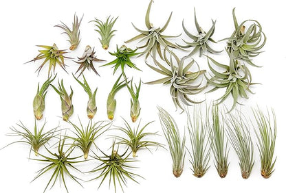 50 Pack of Classic Air Plants Variety - Live Succulent House Plants - Available in Wholesale and Bulk - Home and Garden Decor - Easy Care Indoor/Outdoor Air Plant