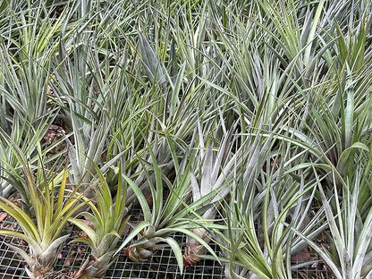 ragnaroc Air Plants - Tillandsia Fasciculata Tricolor, Large 4-6" - 1ct - Live Arrival Guaranteed - House Plants for Home Decor & Gift