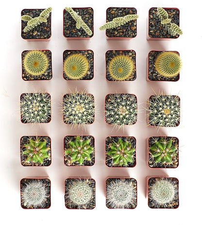 Shop Succulents Premium Live Mini Cactus Plants in Bulk 2" Pots, Easy Care Indoor or Outdoor Gardening, Terrariums, Favors, & Contemporary Spaces with Hardy, Resilient Varieties, Pack of 100
