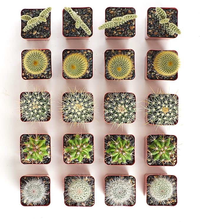 Shop Succulents Premium Live Mini Cactus Plants in Bulk 2" Pots, Easy Care Indoor or Outdoor Gardening, Terrariums, Favors, & Contemporary Spaces with Hardy, Resilient Varieties, Pack of 64