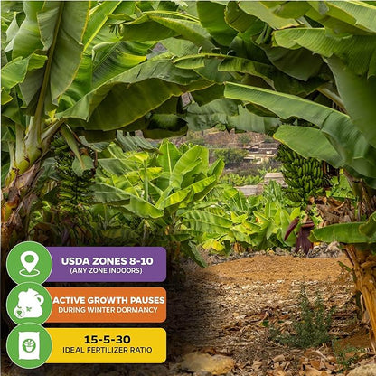 Gran Nain Banana Tree (Grand Nain) Live Plant - Musa acuminata - Wellspring Gardens - Easy to Grow Starter Plants Great for Nature Lovers & Gardeners - Outdoor Planting in Home, Garden, Patio & Yard