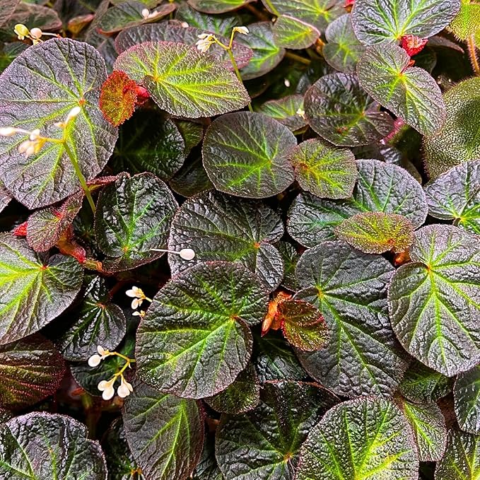 Begonia Plants Live, Rare Begonias Indoor Growing, Hanging Basket, Starter 5 to 9 Inc Tall (Trailing)