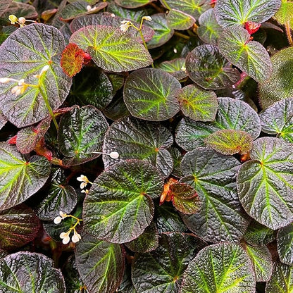 Begonia Plants Live, Rare Begonias Indoor Growing, Hanging Basket, Starter 5 to 9 Inc Tall (Trailing)