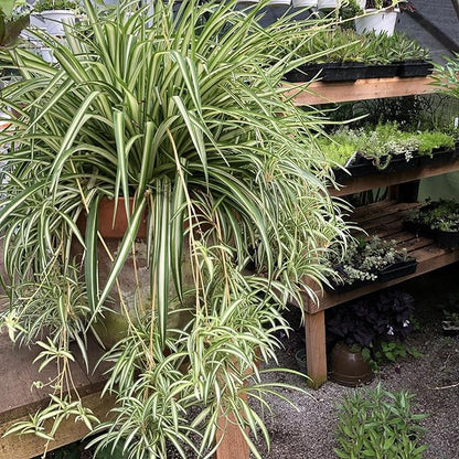 Organic Variegated Spider Plant (Chlorophytum cosmosum 'Variegatum') in 2.5-Inch Pot by Smoke Camp Crafts - Air-Purifying Live House Plant - Mala Madre, Airplane Plant - Green Edge