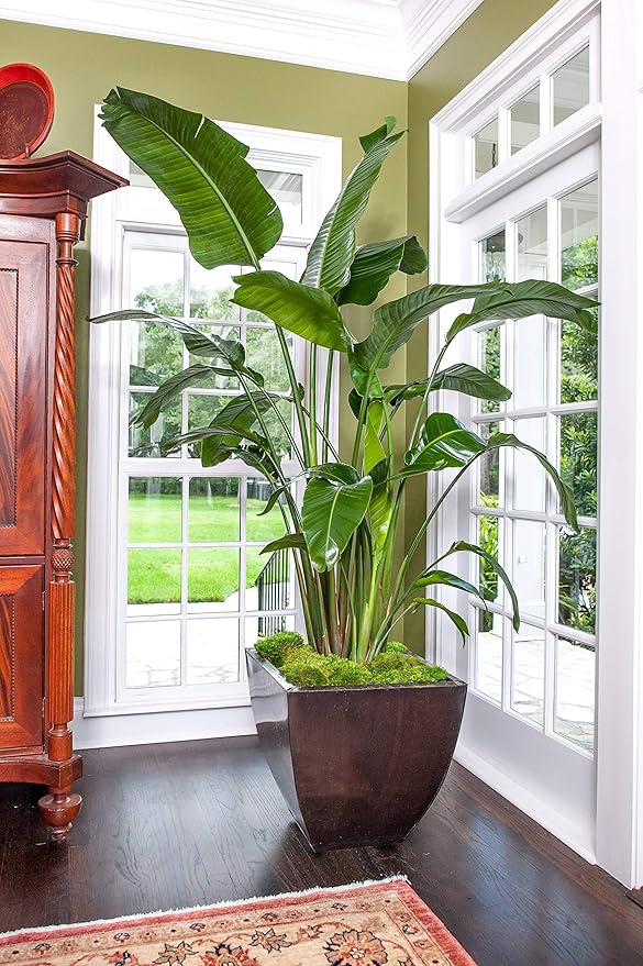 Giant White Bird of Paradise - Live Plant in a 3 Gallon Pot - Strelitzia Nicolai - Stunning Tropical Evergreen Plant