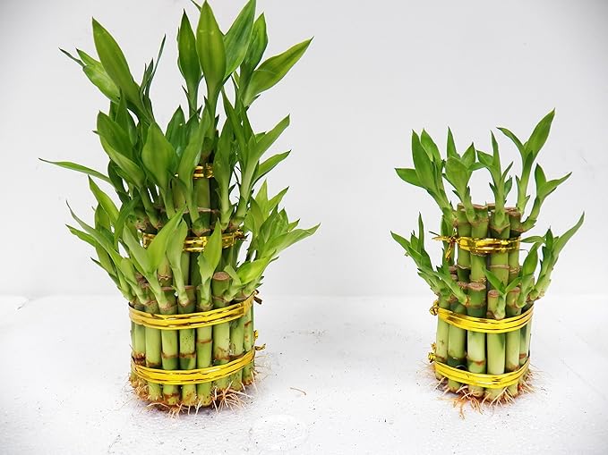 3 Layers Tower Lucky Bamboo with Ceramic Pot
