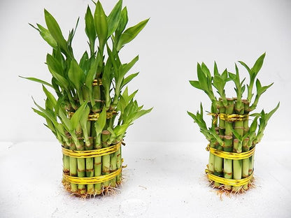 3 Layers Tower Lucky Bamboo with Ceramic Pot