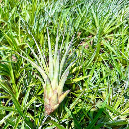 ragnaroc Air Plants - Tillandsia Fasciculata Tricolor, Large 4-6" - 2ct - Live Arrival Guaranteed - House Plants for Home Decor & Gift