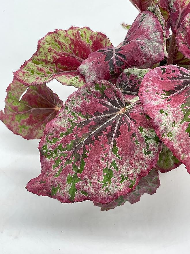 Venetian Red, Begonia Rex, 4 inch, Painted-Leaf Begonia, Unique Homegrown Exclusive