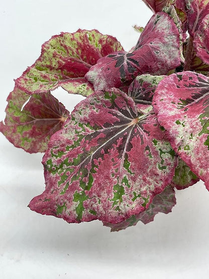 Venetian Red, Begonia Rex, 4 inch, Painted-Leaf Begonia, Unique Homegrown Exclusive