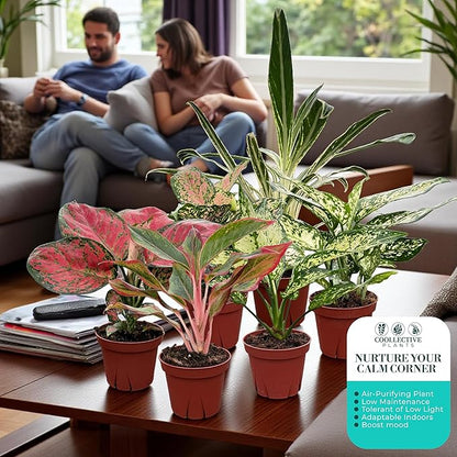 CoollectivePlants Aglaonema Live Plant Combo (Pack of 6) – Grower’s Choice Assorted Chinese Evergreen Indoor Plants Live Houseplants in 4” Growers Pots | Pet Friendly | Easy Care Low Light Houseplants