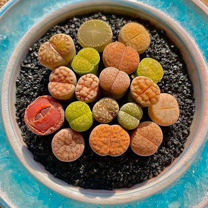 Lithops Succulent Plants Live – 0.6-0.8" 30 Pcs Rare Living Stones Mix, Succulents Bare Root Without Pot & Soil, Easy-Care Indoor Office Desk Decoration, Unique Plant Gifts for Succulent Lovers