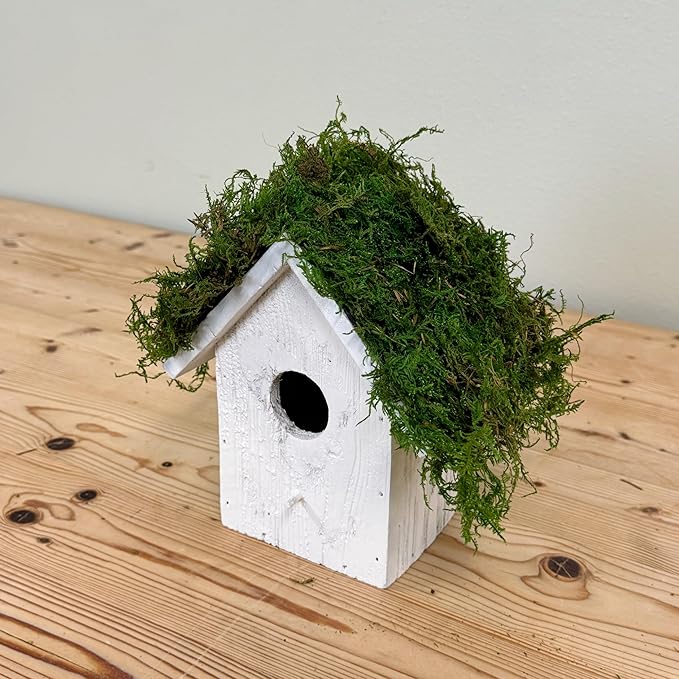 Preserved Sheet Moss - Natural Decorative Moss - Dried Moss for Crafts, Home Decor, Art, Design & DIY Projects - Non-Toxic - Green - Small