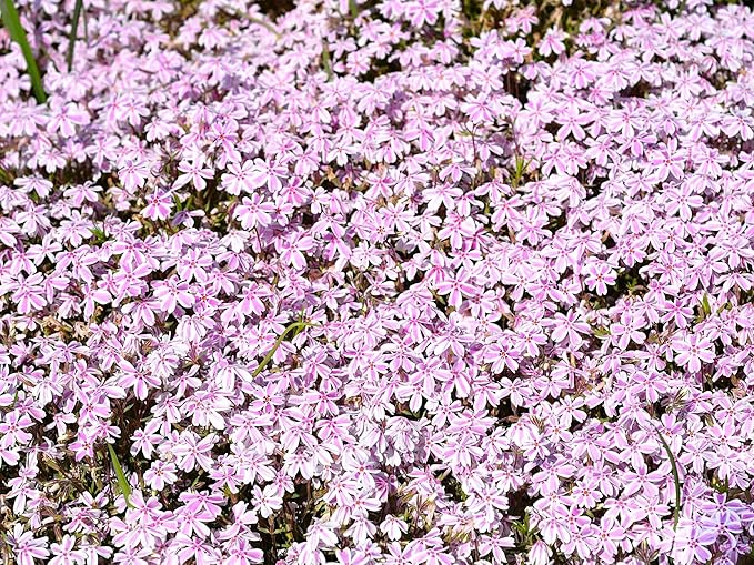 Greenwood Nursery: Live Ground-Cover Plants - Candy Stripe Creeping/Moss Phlox + Subulata - [Qty: 2X 3.5 Pots] - (Click for Other Available Plants/Quantities)