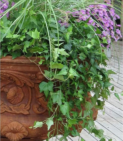 American Plant Exchange English Ivy – Live 4-Inch Potted Trailing Vine, Fast-Growing Air-Purifying Houseplant, Easy-Care Indoor & Outdoor Climbing Ivy for Hanging Baskets