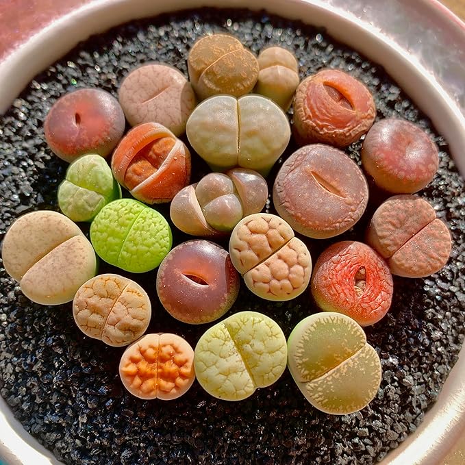 Lithops Succulent Plants Live – 0.6-0.8" 100 Pcs Rare Living Stones Mix, Succulents Bare Root Without Pot & Soil, Easy-Care Indoor Office Desk Decoration, Unique Plant Gifts for Succulent Lovers