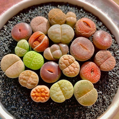 Lithops Succulent Plants Live – 0.6-0.8" 30 Pcs Rare Living Stones Mix, Succulents Bare Root Without Pot & Soil, Easy-Care Indoor Office Desk Decoration, Unique Plant Gifts for Succulent Lovers