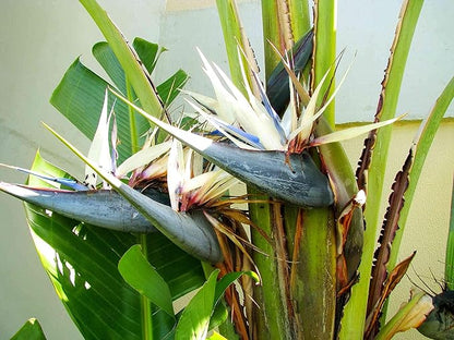 White Bird of Paradise | 30 Live Plants | Strelitzia Nicolai | Beautiful Rare Foliage Specimen