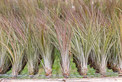 25 Pack of Large Juncea Air Plants 8 to 10 Inches - Live Succulent House Plants - Available in Wholesale and Bulk - Home and Garden Decor - Easy Care Indoor & Outdoor Air Plant